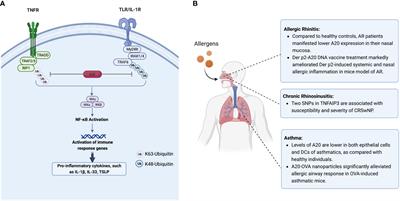 Current research into A20 mediation of allergic respiratory diseases and its potential usefulness as a therapeutic target